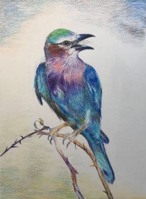 Lilac-breasted Roller