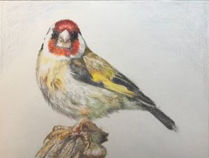 American Goldfinch