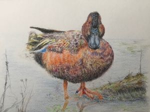 Cinnamon Teal Duck