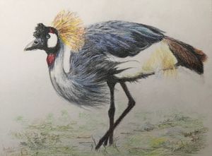 Grey-Crowned Crane