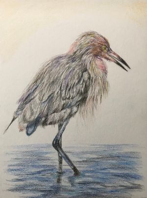 Reddish Egret