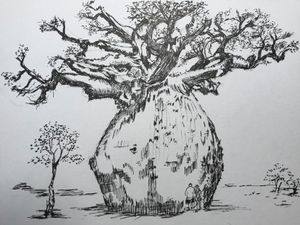 Baobab Tree