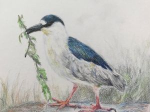 Black-crowed Night Heron