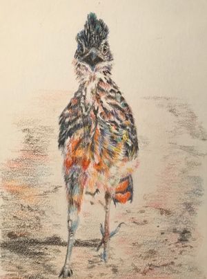 Greater Roadrunner