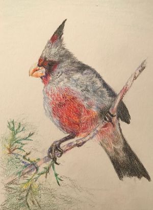 Pyrrhuloxia