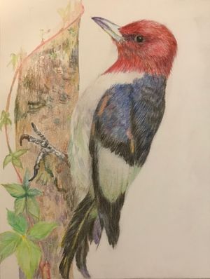 Red-headed Woodpecker