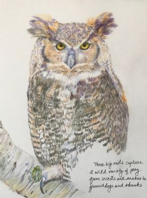 Great Horned Owl