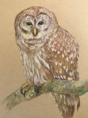 Barred Owl