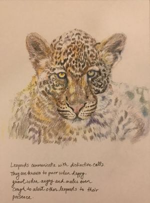 Vocal Symphony of Leopards