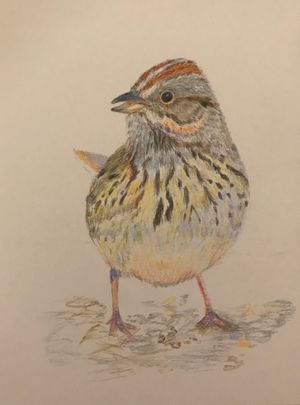 Lincoln's Sparrow