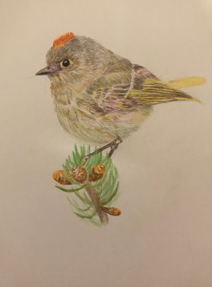 Ruby-crowned Kinglet