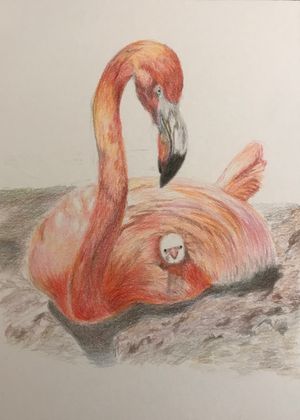 Flamingo