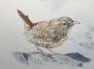 Wren