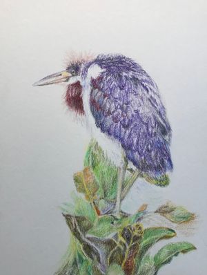 Juvenile Tri-colored Heron