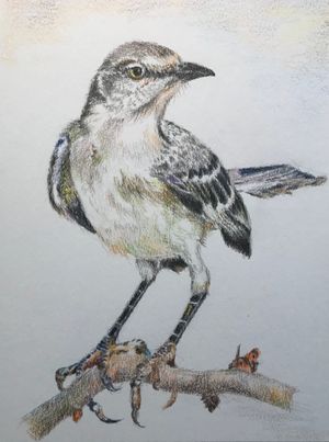 Northern Mockingbird