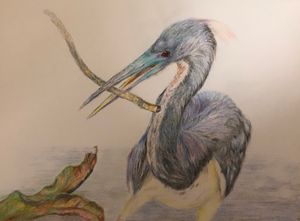 Tri-colored Heron