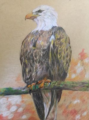 Bald Eagle