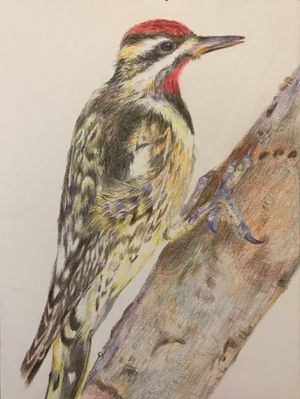 Male Yellow-bellied Sapsucker