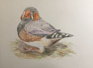 Sunda Zebra Finch