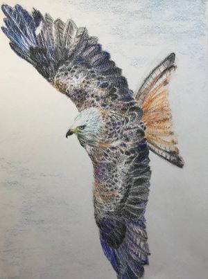 Red Kite