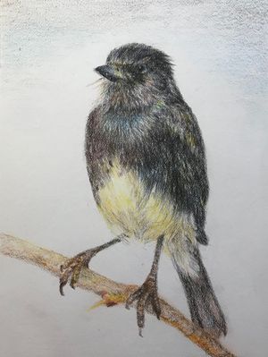 Pied Bush Chat