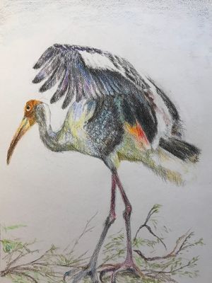 Painted Stork