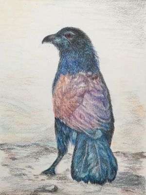 Greater Coucal