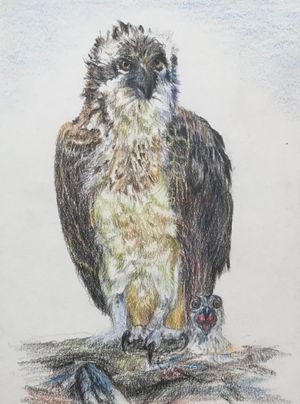 Osprey