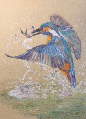 Kingfisher V