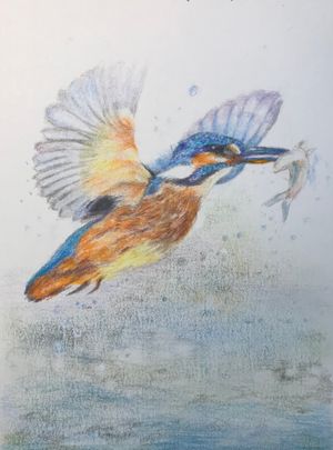 Kingfisher VI