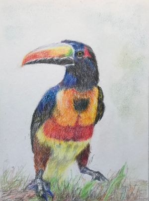 Fiery-billed Aracari