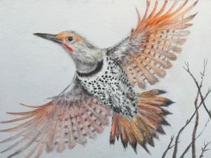 Northern Flicker (2)