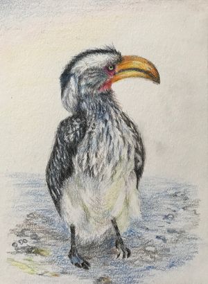 Yellow-billed Hornbill