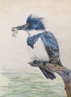 Belted Kingfisher