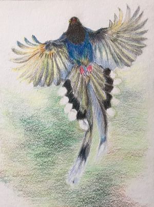 Formosa Blue Magpie
