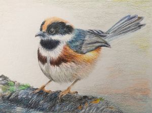 Black-throated Bushtit