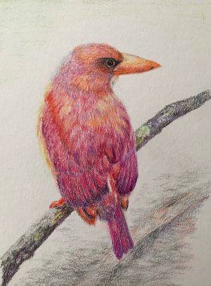 Ruddy Kingfisher