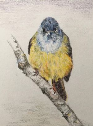 Grey-headed Canary Flycatcher