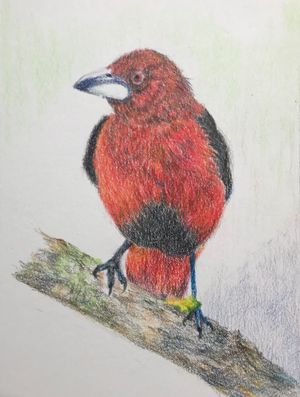 Crimson-backed Tanager
