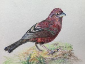 Taiwan Rosefinch
