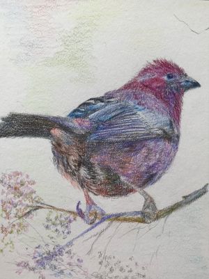 Taiwan Rosefinch-2