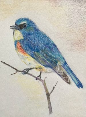 Male Red-flanked Bluetail