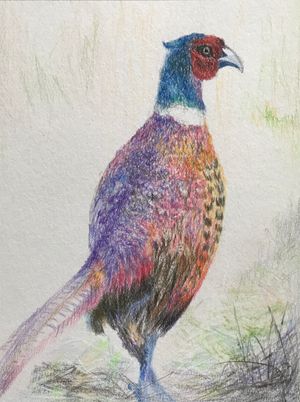 Male Common Pheasant