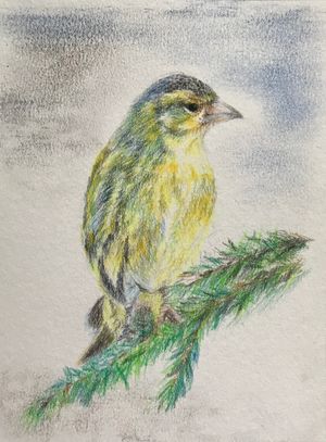 Eurasian Siskin