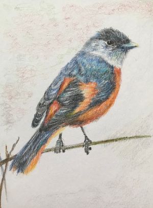 Grey-chinned Minivet