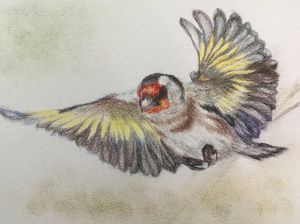 European Goldfinch 2