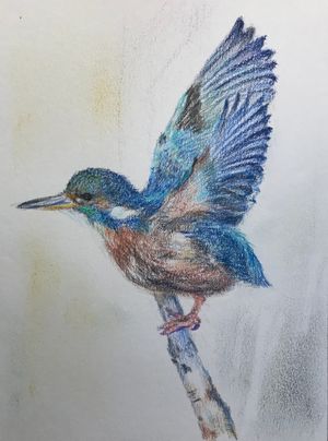 Kingfisher