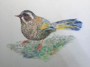 White-whiskered Laughingthrush