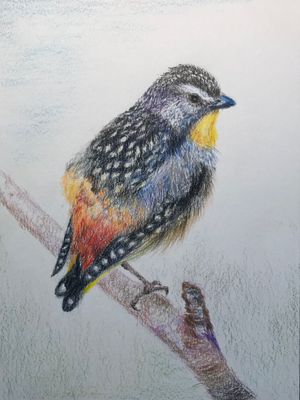 Spotted Pardalote