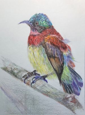 Crimson-backed Sunbird